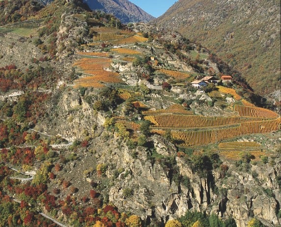 Weingut und Hofbrennerei