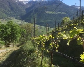 Azienda Agricola e Distilleria